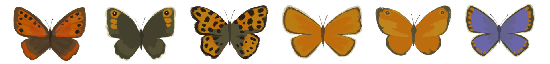 SCHNELLE BUNTE BILDER — Butterfly Defect