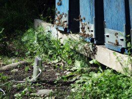 SCHNELLE BUNTE BILDER